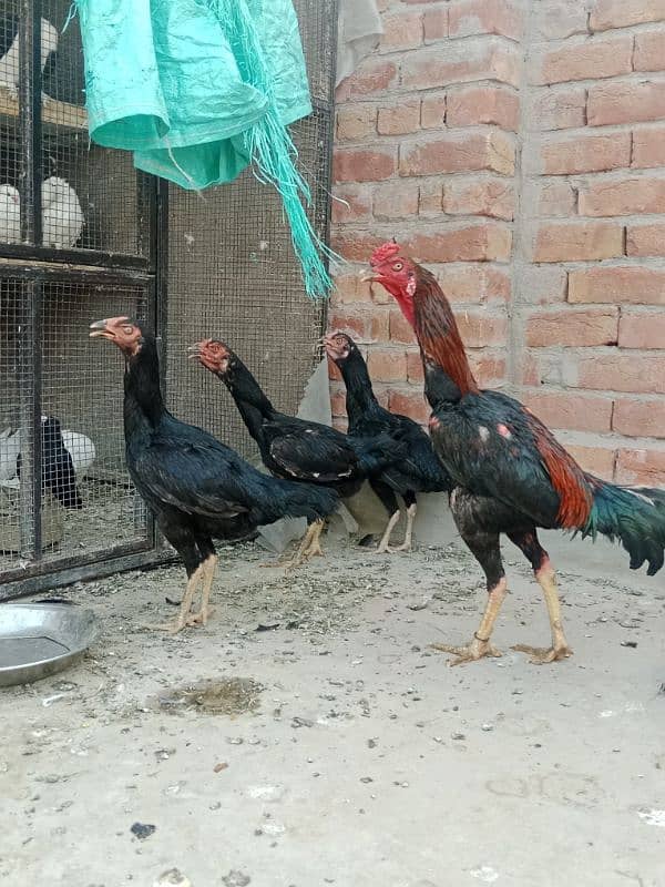 1 cock and 3 hens for sale 0
