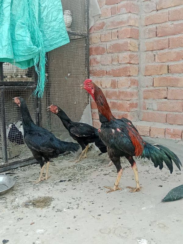 1 cock and 3 hens for sale 1