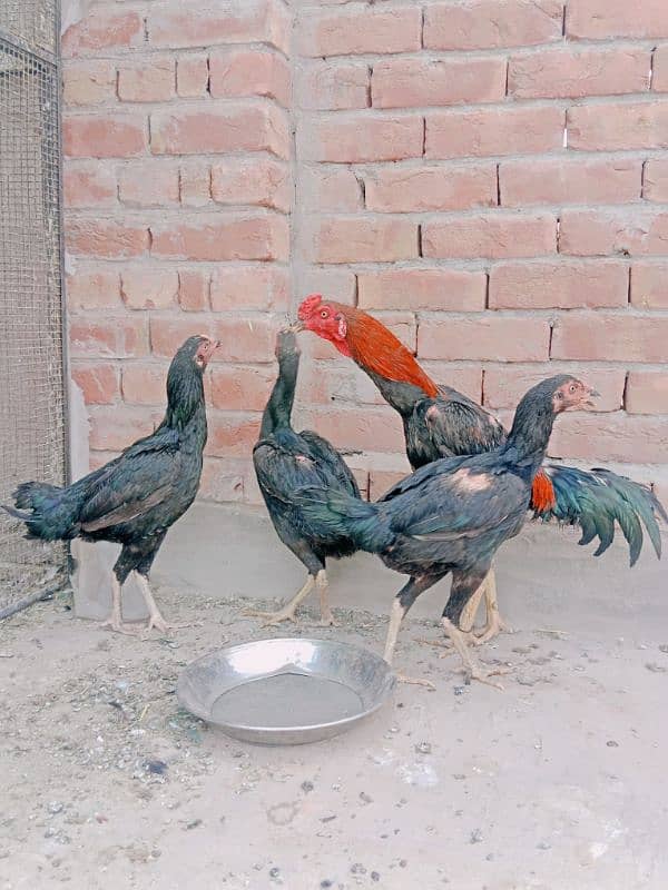 1 cock and 3 hens for sale 2