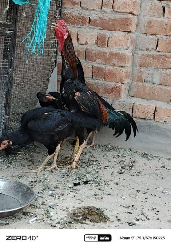 1 cock and 3 hens for sale 3