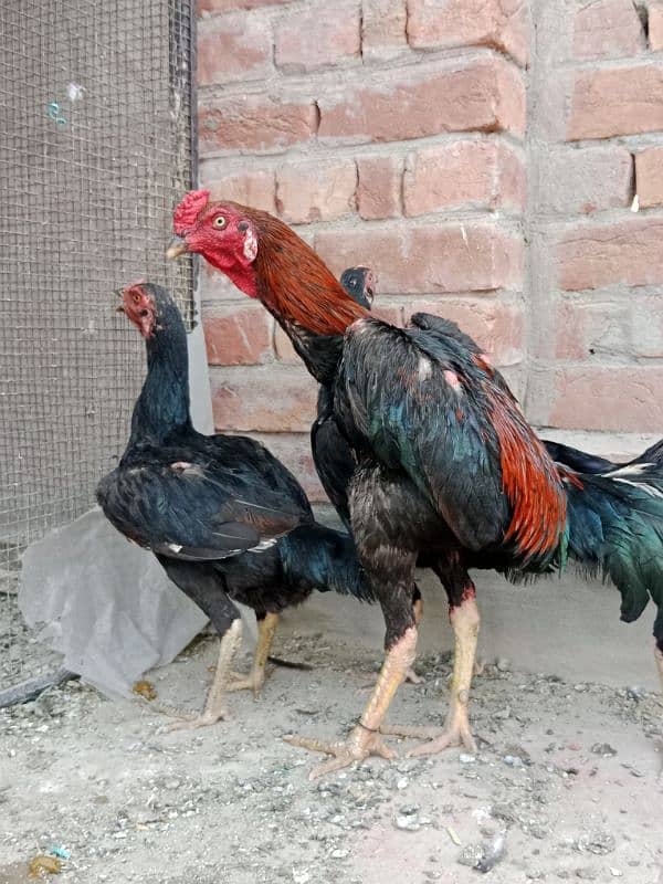 1 cock and 3 hens for sale 4