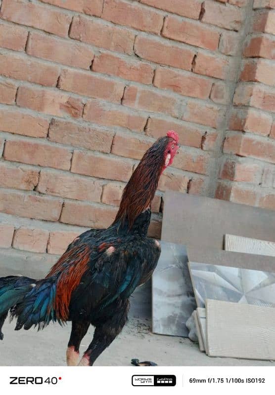 1 cock and 3 hens for sale 5