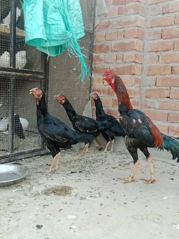 1 cock and 3 hens for sale 6