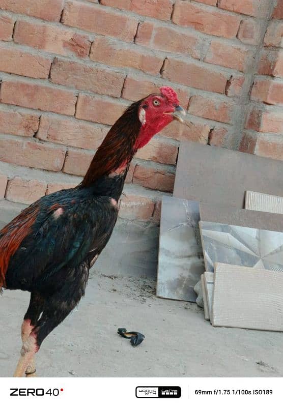 1 cock and 3 hens for sale 7