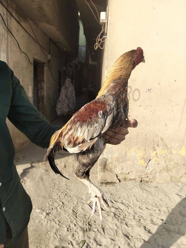 Heigh quality Aseel bird 5