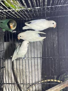 lovebirds
