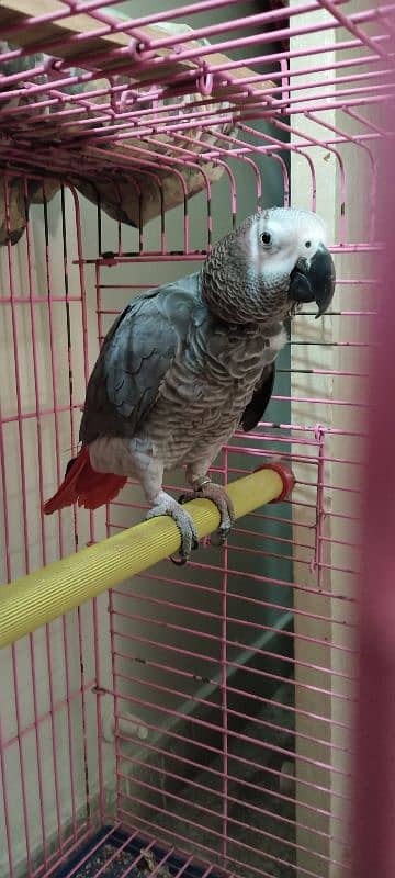 Grey Parrot 2