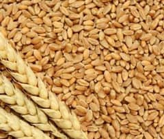 wheat/gandum