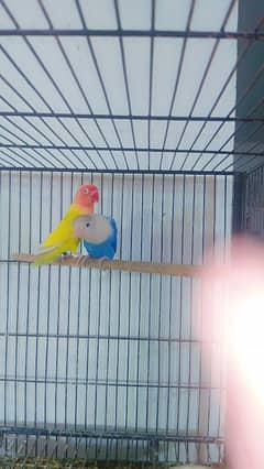 Palefellow Breeder Pair