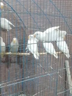 Lovebirds