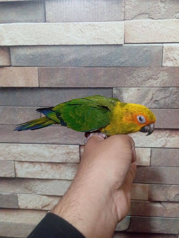sun conure 2