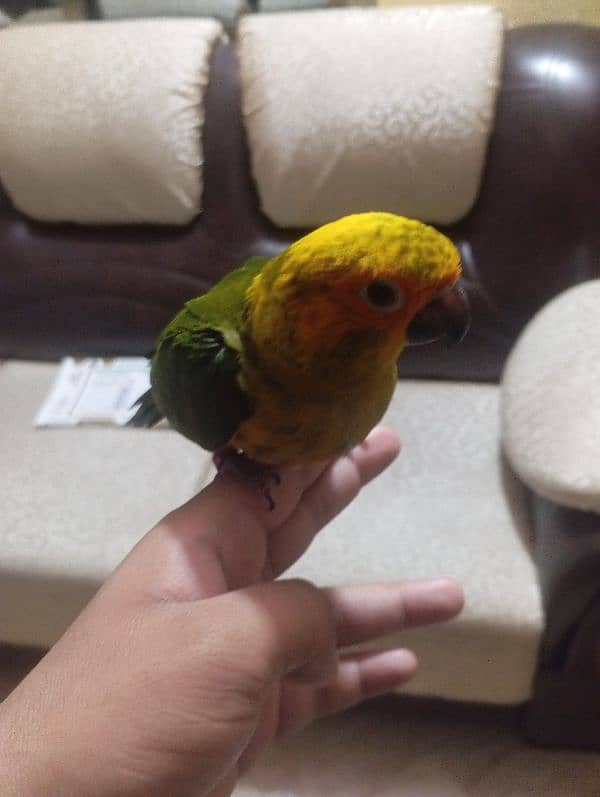 sun conure 0