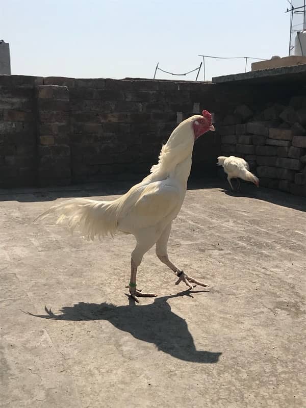 heera aseel  for sale 2