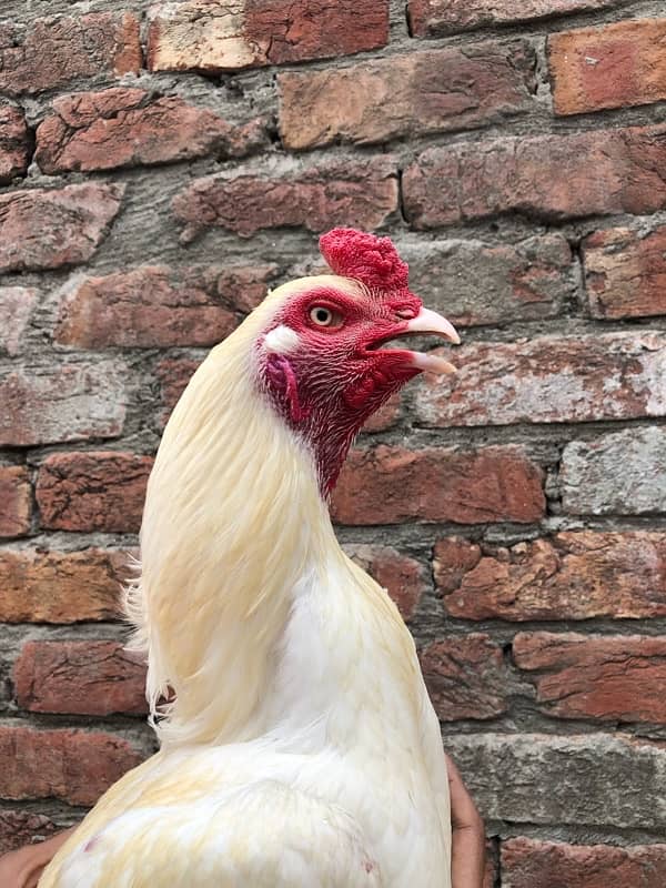 heera aseel  for sale 0