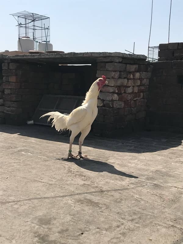 heera aseel  for sale 1