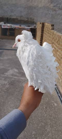 frill pair/breeder male/ white and brown ghubara pamos