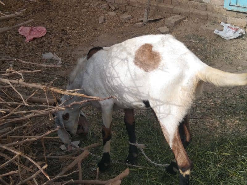 Qurbani Bakra For Sell 1