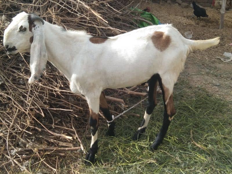 Qurbani Bakra For Sell 2