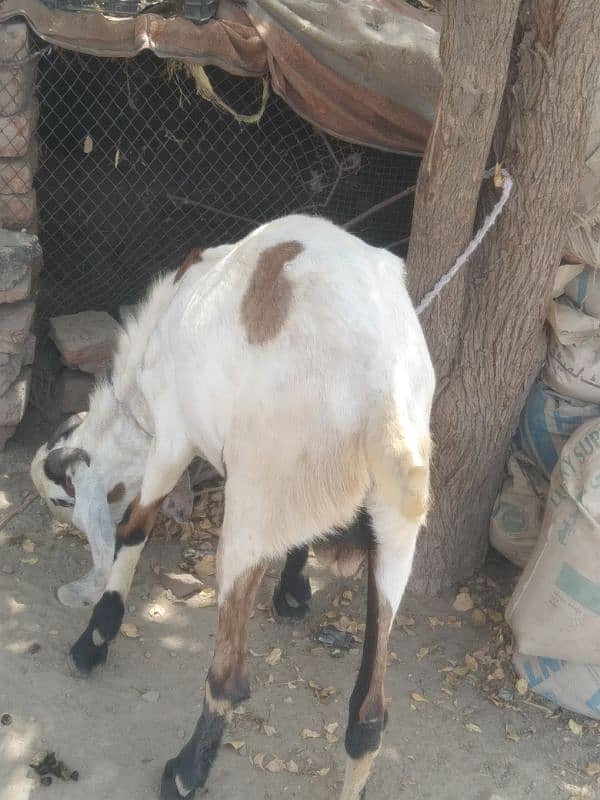 Qurbani Bakra For Sell 3