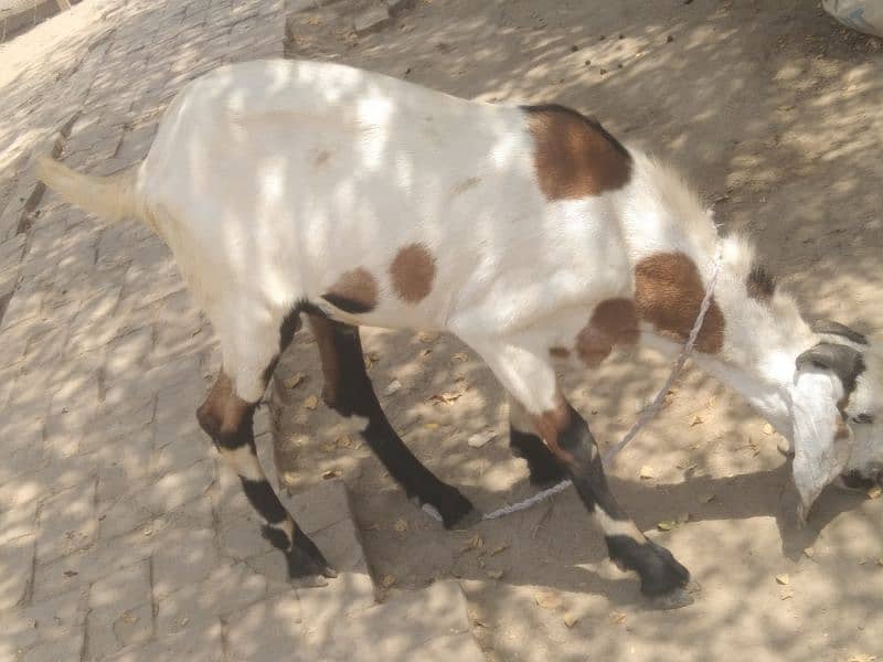 Qurbani Bakra For Sell 4