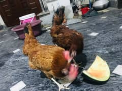 jaldi