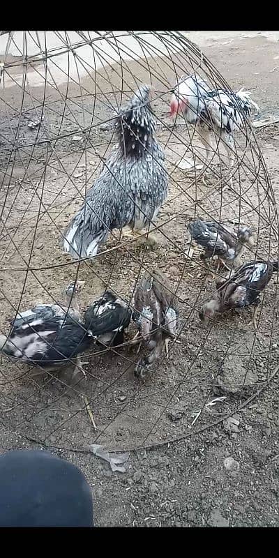 Kurak murgi Aseel jageeri chiks 0
