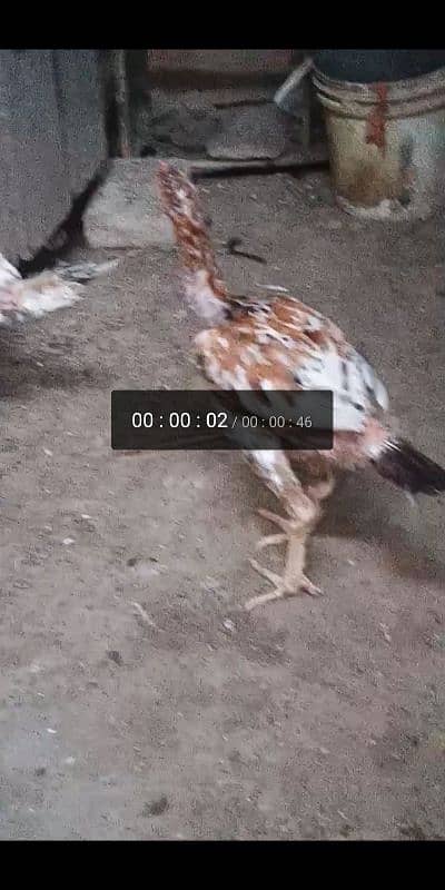 Kurak murgi Aseel jageeri chiks 1