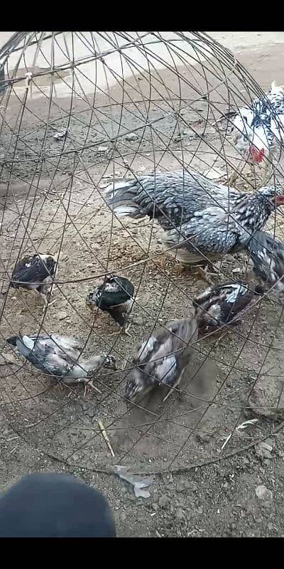 Kurak murgi Aseel jageeri chiks 2
