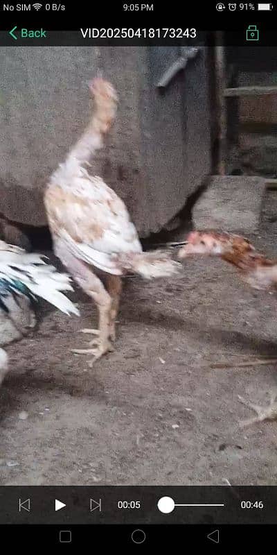 Kurak murgi Aseel jageeri chiks 3