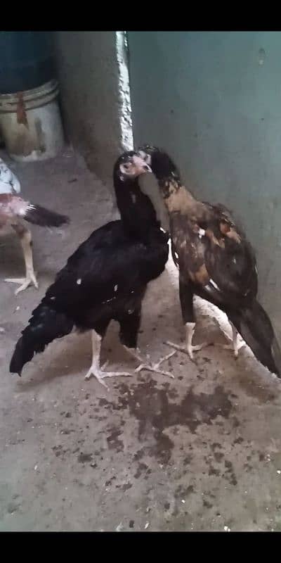 Kurak murgi Aseel jageeri chiks 6
