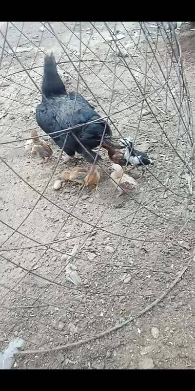 Kurak murgi Aseel jageeri chiks 7