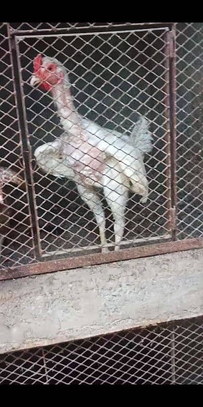 Kurak murgi Aseel jageeri chiks 8