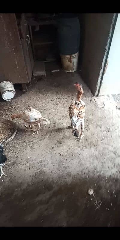 Kurak murgi Aseel jageeri chiks 9