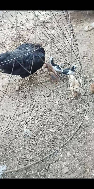 Kurak murgi Aseel jageeri chiks 11