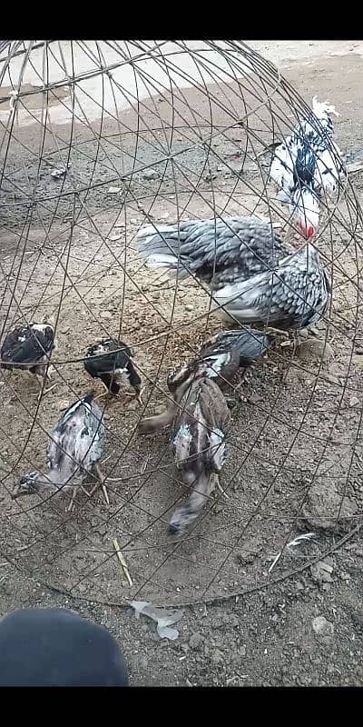 Kurak murgi Aseel jageeri chiks 12