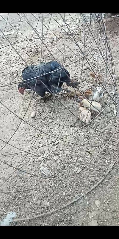 Kurak murgi Aseel jageeri chiks 13