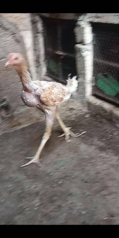 Kurak murgi Aseel jageeri chiks 14