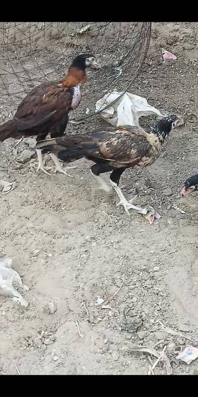 Kurak murgi Aseel jageeri chiks 15