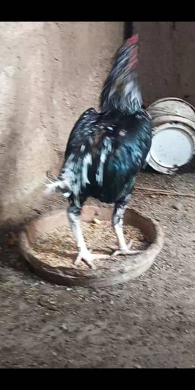 Kurak murgi Aseel jageeri chiks 16
