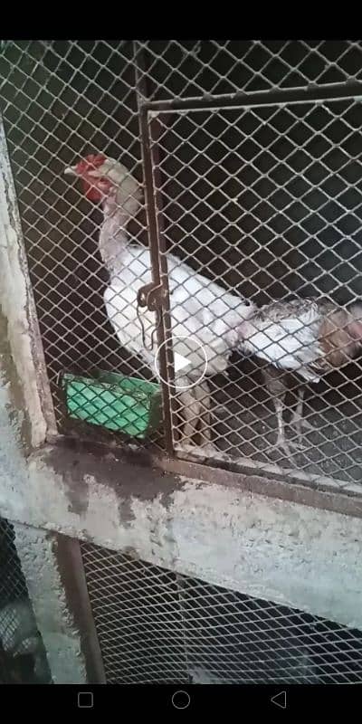 Kurak murgi Aseel jageeri chiks 17