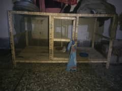 One male budgie with cage for sale or exchange