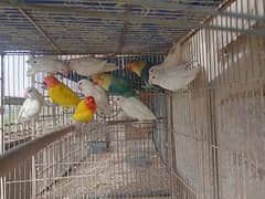 Albino Red eyes Adults