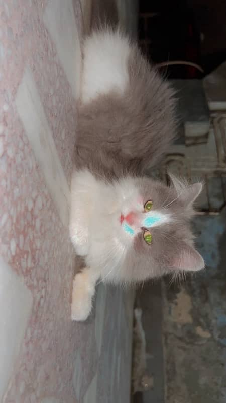 persion cat 0