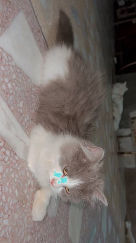 persion cat 1
