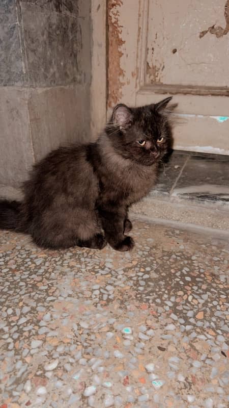 persion cat 2