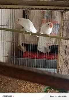 Albino black eyes