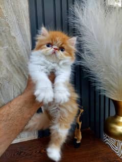 piki face kittens | peke face kittens cfa registered father SIMBA cat