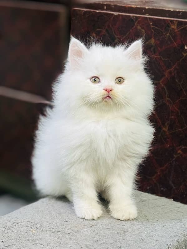 Persian kitten | Punch Face kitten | Triple Coated cats | Kittens | 0