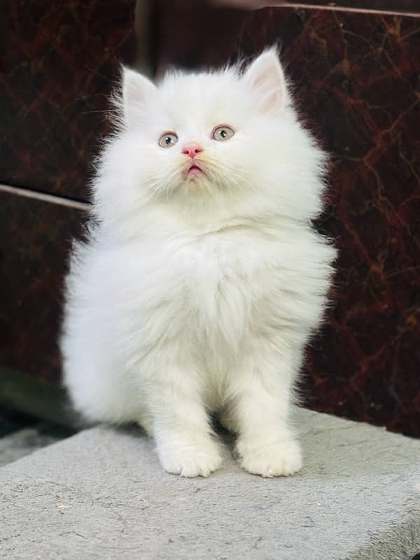 Persian kitten | Punch Face kitten | Triple Coated cats | Kittens | 1