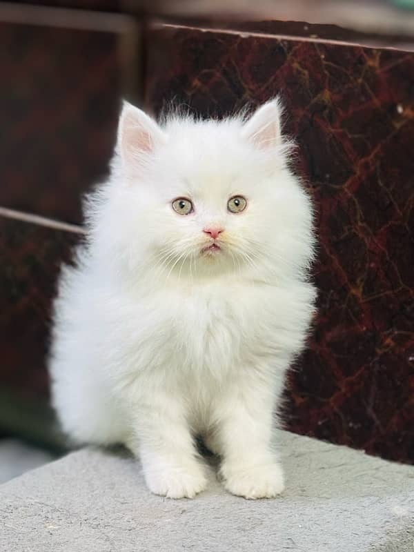 Persian kitten | Punch Face kitten | Triple Coated cats | Kittens | 2